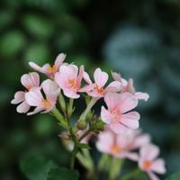 Vergeet-me-niet Kunsttak 85cm Roze