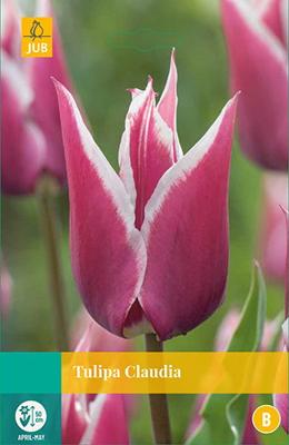 Tulipa Claudia, 8 bloembollen - Jub