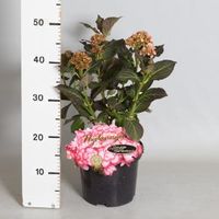 Hydrangea Macrophylla "Miss Saori"® boerenhortensia - thumbnail