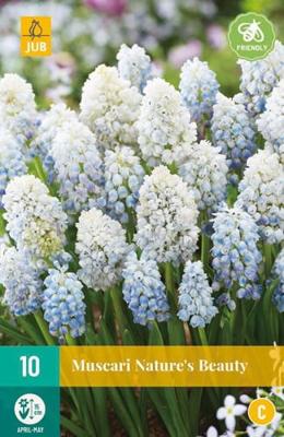 Muscari nature's beauty - Jub