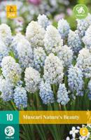Muscari nature's beauty - Jub