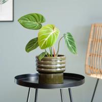 Philodendron Gloriosum - P15