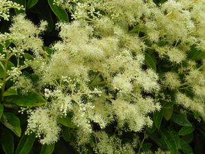 Bladhoudende Klimhortensia