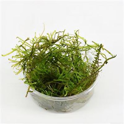 Vesicularia montagnei mos - 3 stuks - aquarium plant