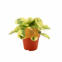 Eden Collection - Peperomia Obtipan Bicolor