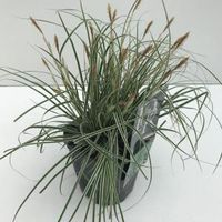 Zegge (Carex oshimensis "Everest") siergras - In 2 liter pot - 1 stuks