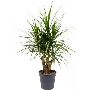 Dracaena Marginata XS 75 cm kamerplant