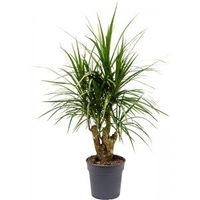 Dracaena Marginata XS 75 cm kamerplant - thumbnail