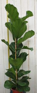 Kamerplant Ficus lyrata 120 cm - Warentuin natuurlijk
