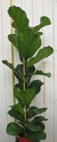 Kamerplant Ficus lyrata 120 cm - Warentuin natuurlijk