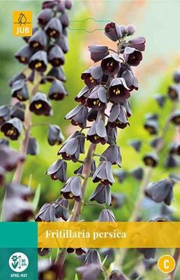 Fritillaria persica 1 bollen - Jub