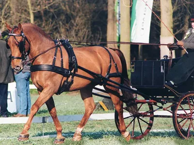 Ideal Luxe tuigen enkelspan zwart maat:cob Ideal Luxe tuigen enkelspan zwart maat:cob