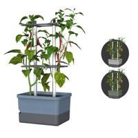 Gusta Garden - Charly Chili - Chiliplanter met watertank