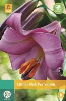 Lilium Pink Perfection roze 1 bloembol Lelie JUB - Jub