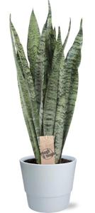 Sansevieria Zeylanica - Ø17cm - ↕70cm + Pot Basic D18x15cm - Wit