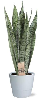 Sansevieria Zeylanica - Ø17cm - ↕70cm + Pot Basic D18x15cm - Wit