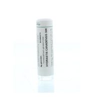 Hydrastis canadensis 30K - thumbnail