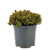 Citroentijm Aureus Thymus citriodorus kruidenplant Warentuin Natuurlijk - Warentuin natuurlijk