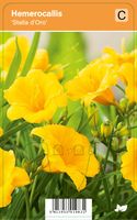 Vips Hemerocallis Stella d'Oro - Daglelie