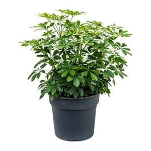 Schefflera arboricola M kamerplant