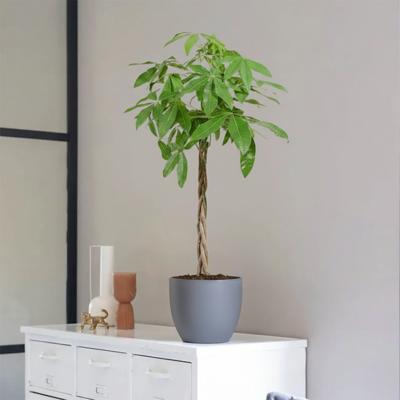 Pachira Aquatica - Geldboom - P21