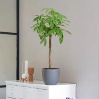 Pachira Aquatica - Geldboom - P21