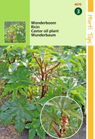 Ricinus Zanzibariensis Gemengd - Hortitops Ricinus Zanzibariensis Gemengd - Hortitops