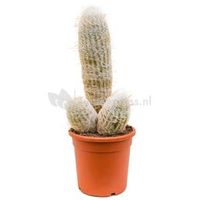 Espostoa cactus melanostele S kamerplant