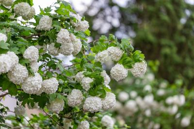 Viburnum Viburnum