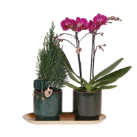 Kolibri Company | Plantenset Kerst | Paarse Phalaenopsis Orchidee Morelia + Mini Kerstboom incl. keramieken sierpotten op dienblad Kolibri Company | Plantenset Kerst | Paarse Phalaenopsis Orchidee Morelia + Mini Kerstboom incl. keramieken sierpotten op dienblad