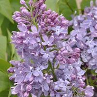 Sering op stam 85 cm (syringa vulgaris "Lavender Lady") - thumbnail