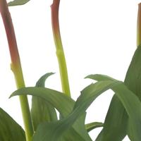 Paeony Marlie bundle a 3 pcs peach 48 cm kunstbloem Erutan Avon - Erutan avon