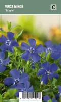 V.I.P.S. Vinca minor ''Marie'' - Kleine Maagdenpalm (P9)