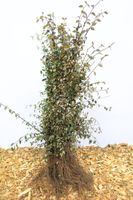 Dwergmispel