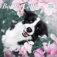 Border Collie Kalender 2026 Deluxe