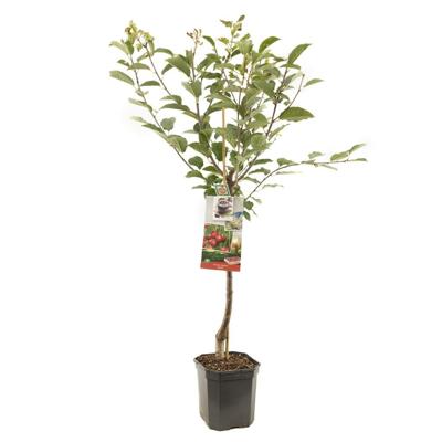 Kersenboom Prunus avium Morel