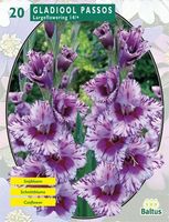 Zomer Bloembollen Gladiolus Passos per 20 Baltus - Baltus