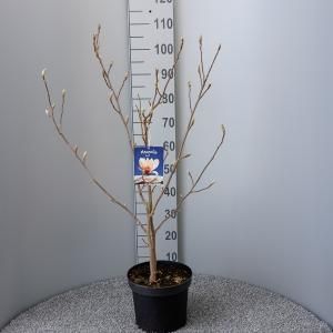 Magnolia struik Soulangeana - 80 - 100 cm - 5 stuks