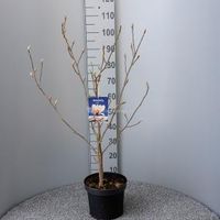 Magnolia struik Soulangeana - 80 - 100 cm - 5 stuks - thumbnail