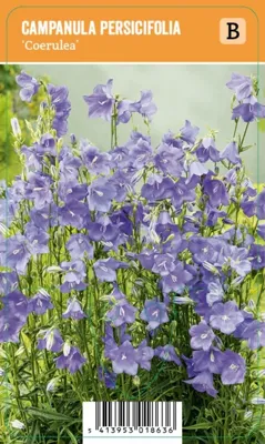 V.I.P.S. Campanula persicifolia ''Coerulea'' - Perzikbladklokje (P9)