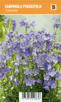 V.I.P.S. Campanula persicifolia ''Coerulea'' - Perzikbladklokje (P9)