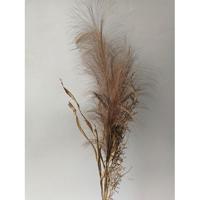 Pampas gras bosje met blad 75cm -bruin - Buitengewoon de boet Pampas gras bosje met blad 75cm -bruin - Buitengewoon de boet