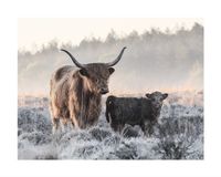 Schotse Hooglander Met Kalf Kunstdruk