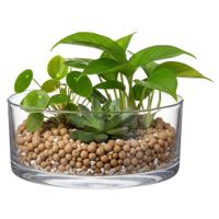 Lage schaal/vaas rond - transparant - glas - 19 x 8 cm - Glazen vazen - woonaccessoires