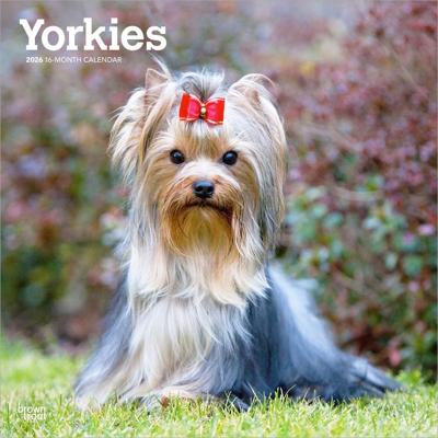 Yorkshire Terrier Kalender 2026