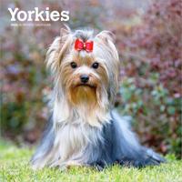 Yorkshire Terrier Kalender 2026