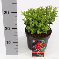 Vossenbes (Vaccinium Vitis-Idaea “Fireballs”®) heester - 20-25 cm (C2) - 6 stuks