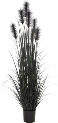 Pluimgras in pot 183 cm zwart - Hortus