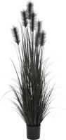 Pluimgras in pot 183 cm zwart - Hortus