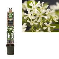 Klimplant Trachelospermum jasminoides 120 cm Sterjasmijn Van der Starre - Van der starre